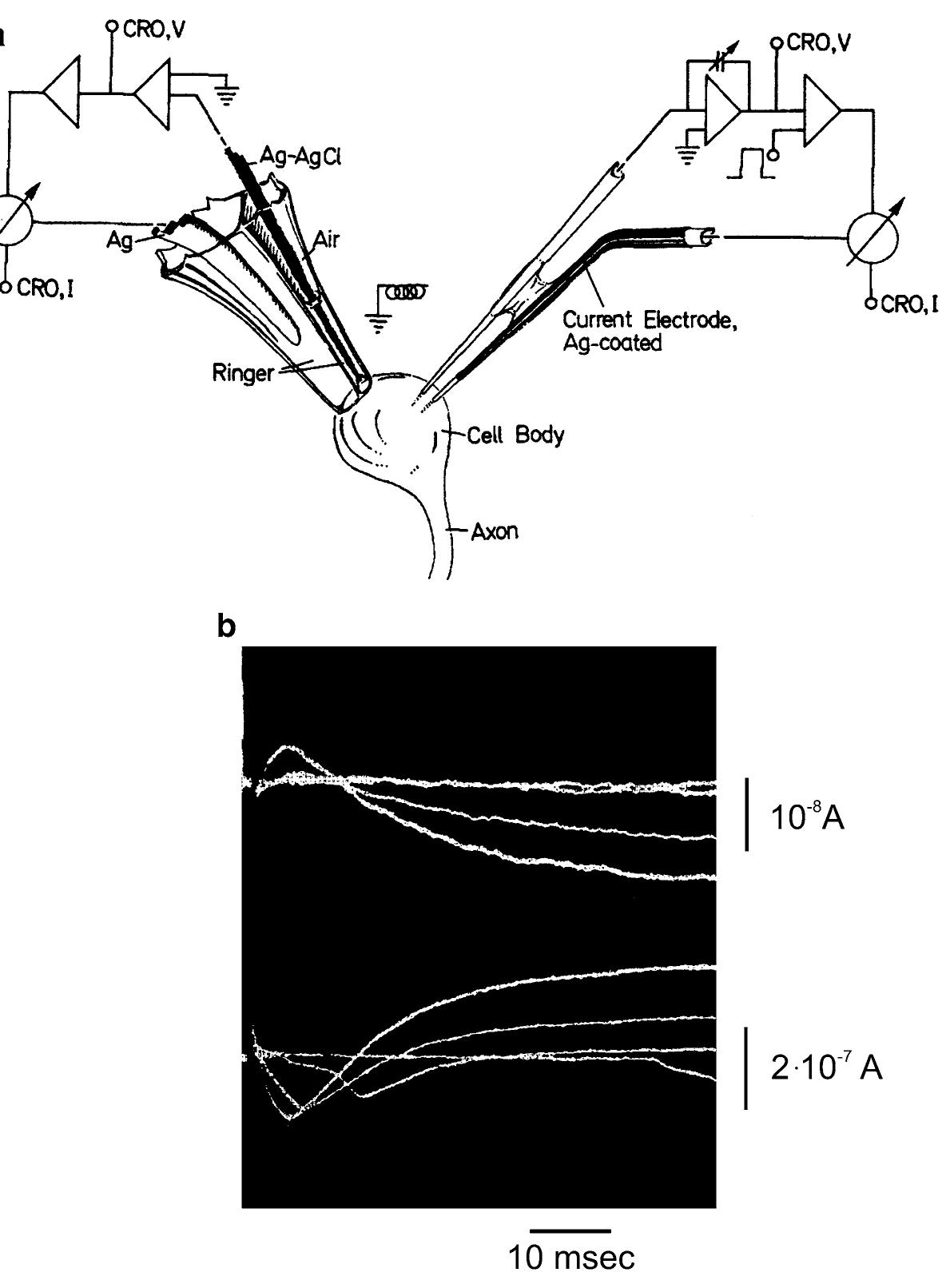 (PDF) History of electrophysiology and the patch clamp