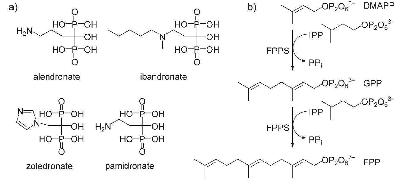 A) n-bp structures, all shown as the free acids; b) the