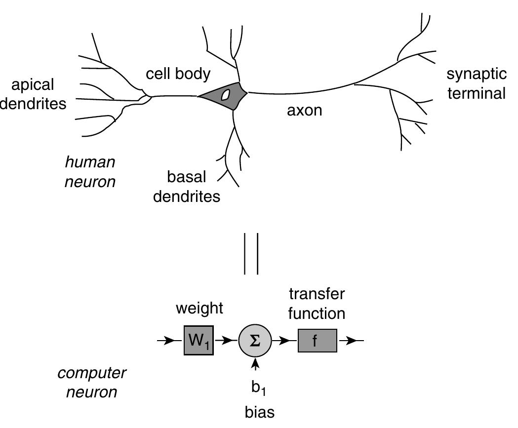 30 diagram of a biological neuron (top) and schematic of the