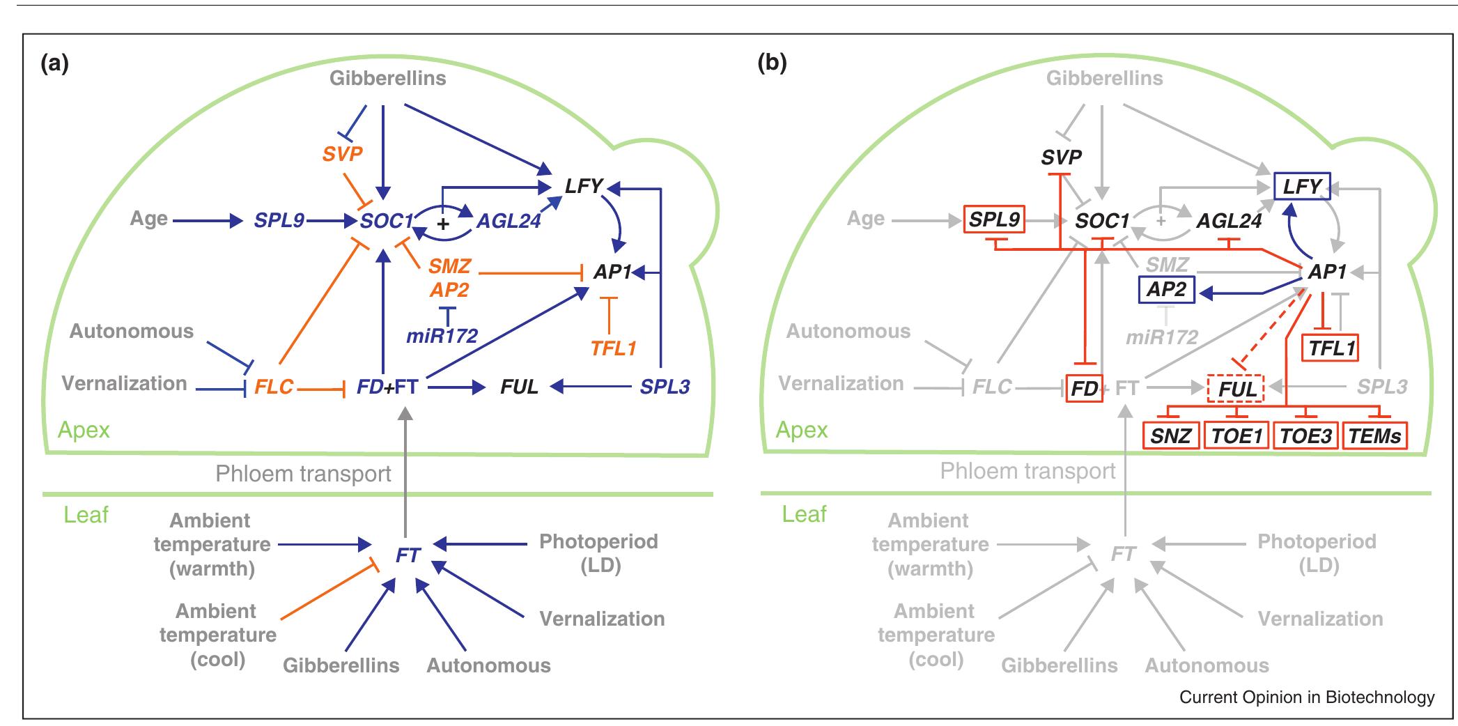 Figure 1 - from Arabidopsis paves the way: genomic and