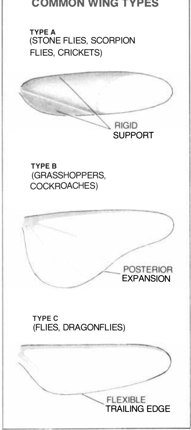 Figure 6 - The Mechanical Design of Insect Wings