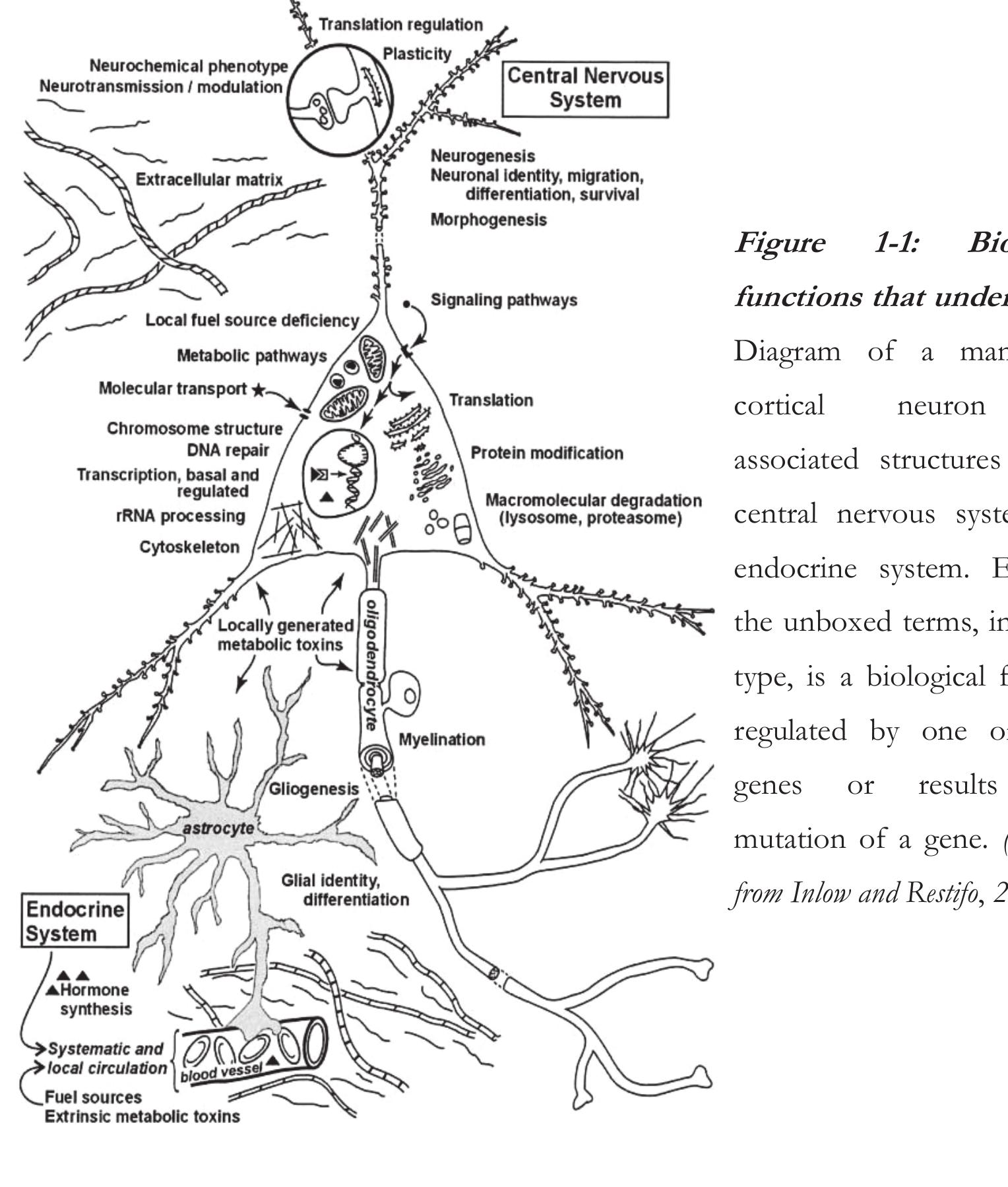 The serotonergic pathways of the brain 1.12.2.2