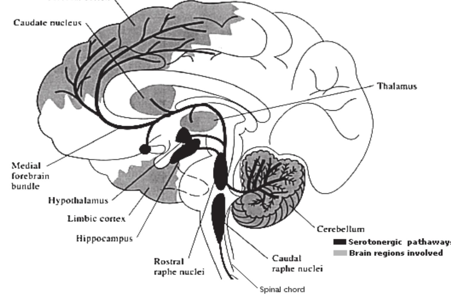 The serotonergic pathways of the brain 1.12.2.2