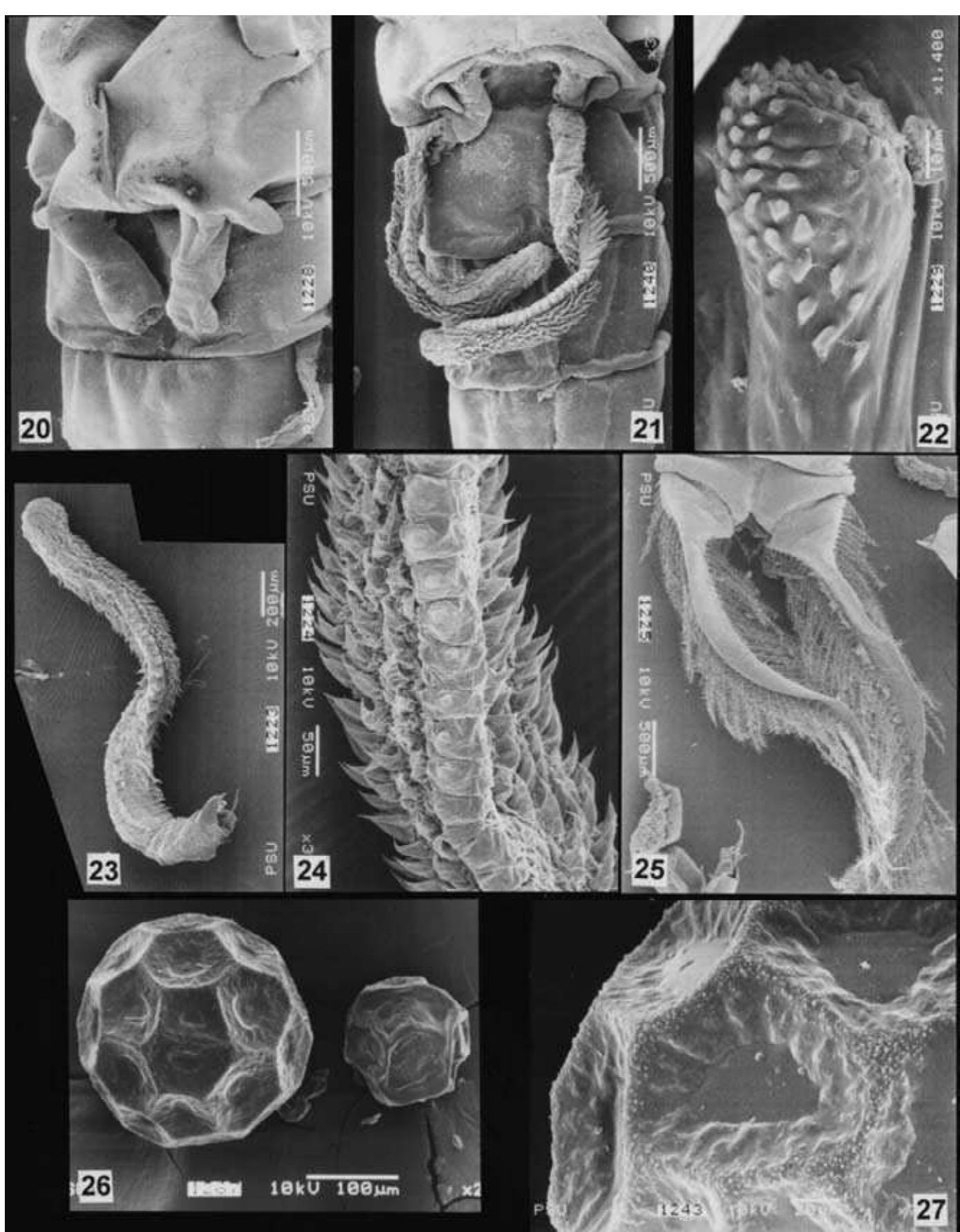(PDF) First record of the family Thamnocephalidae (Crustacea: Anostraca ...