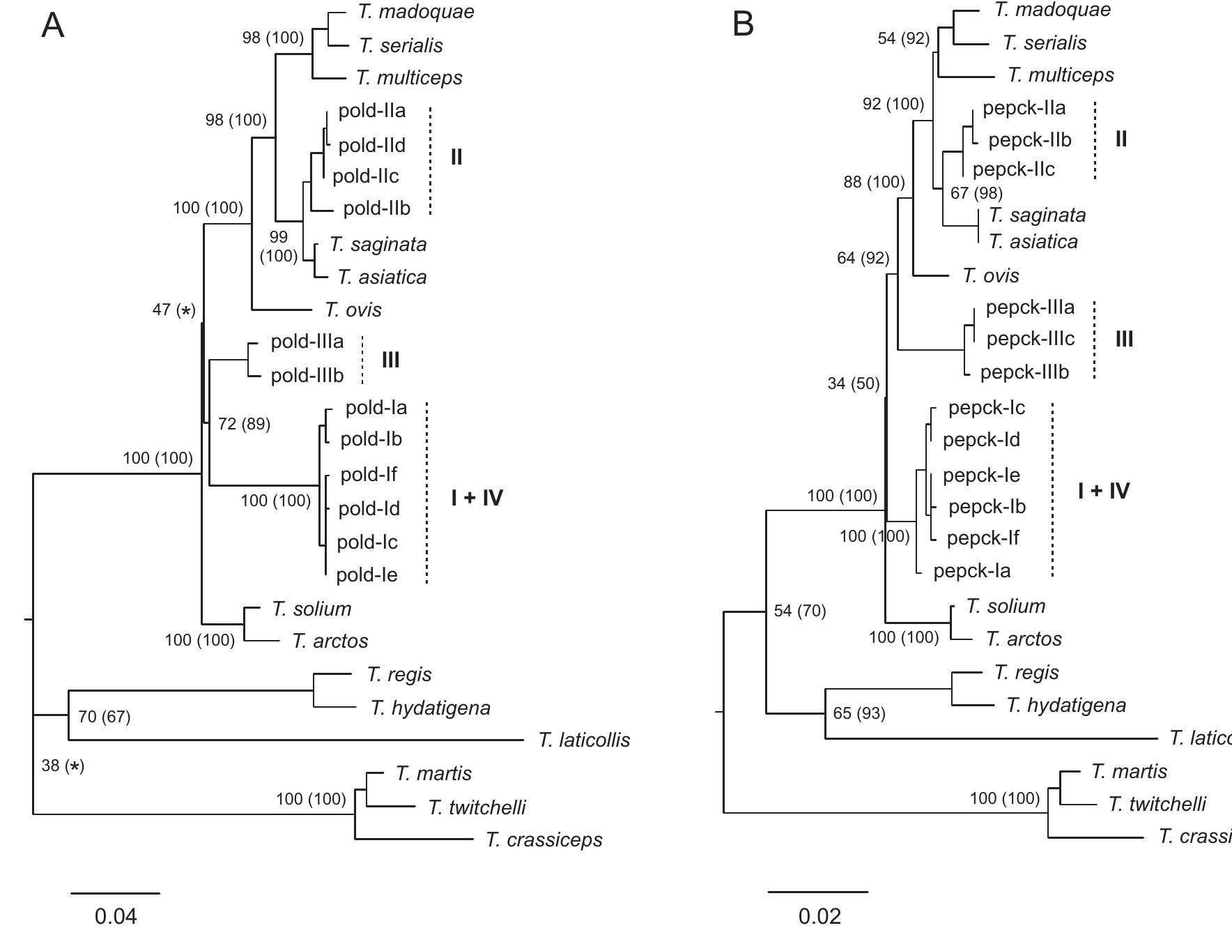(PDF) Phylogenetic characterisation of Taenia tapeworms in spotted ...