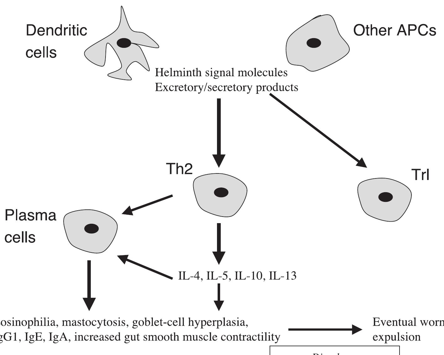 (PDF) Helminths at mucosal barriers—interaction with the immune system