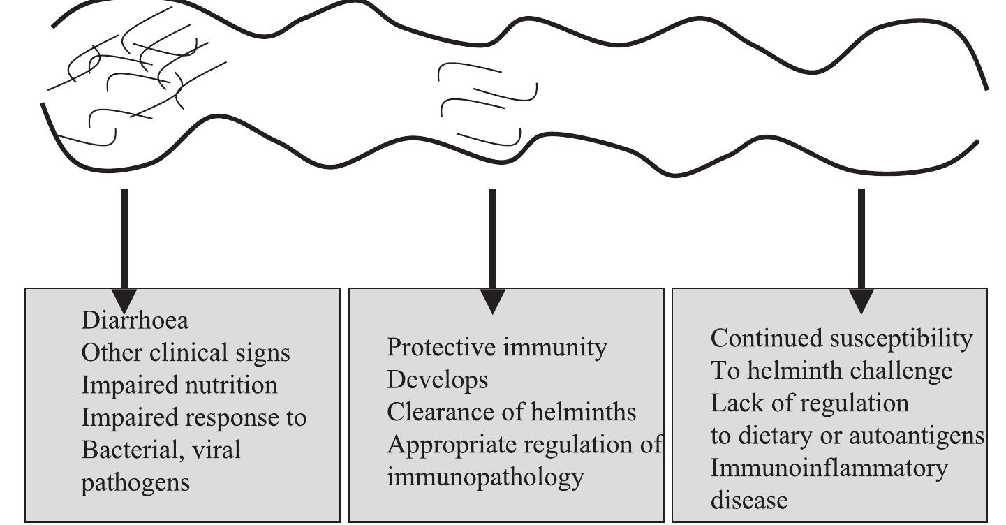 (PDF) Helminths at mucosal barriers—interaction with the immune system