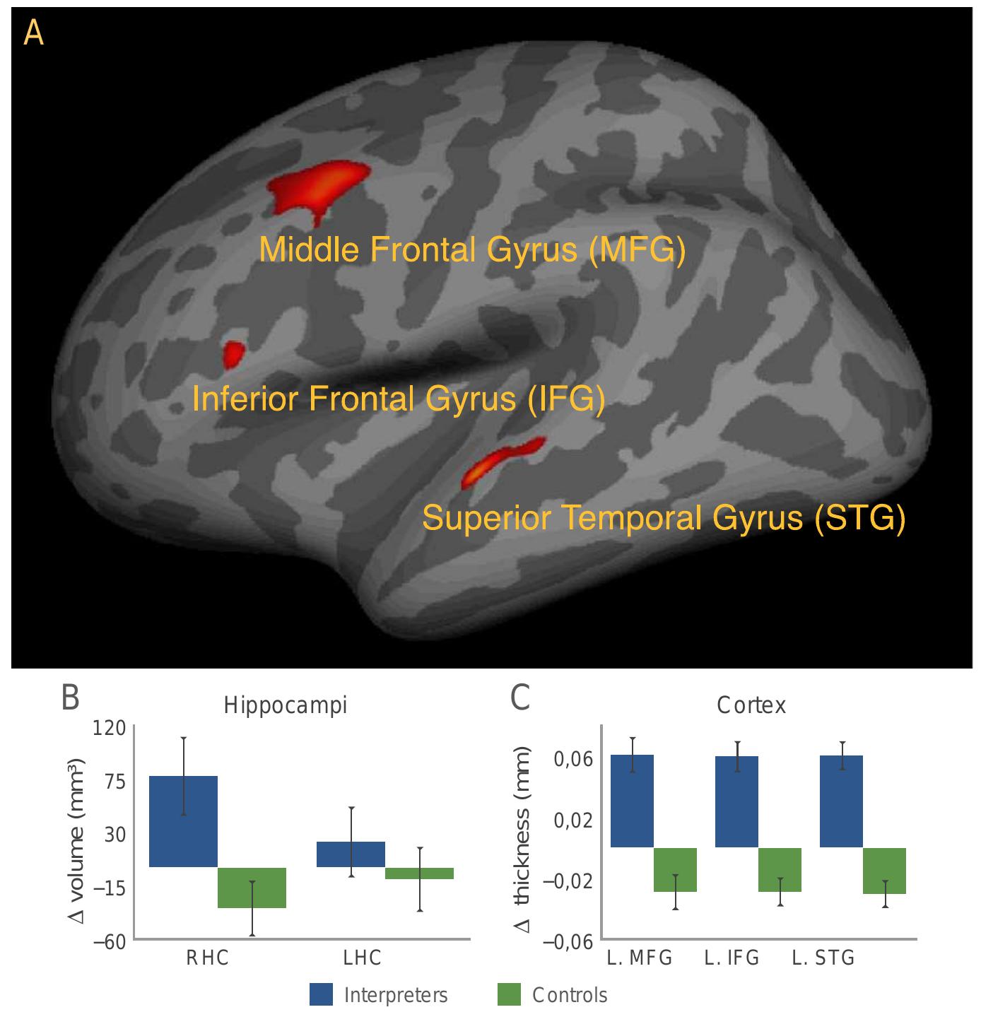 Increases in cortical thickness and hippocampal volume