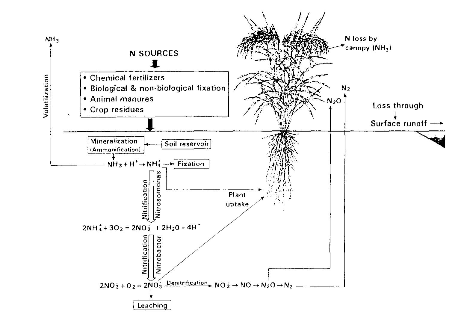 Ladha Ricce (PDF) Enhancing Nitrogen Use Efficiency in Crop Plants