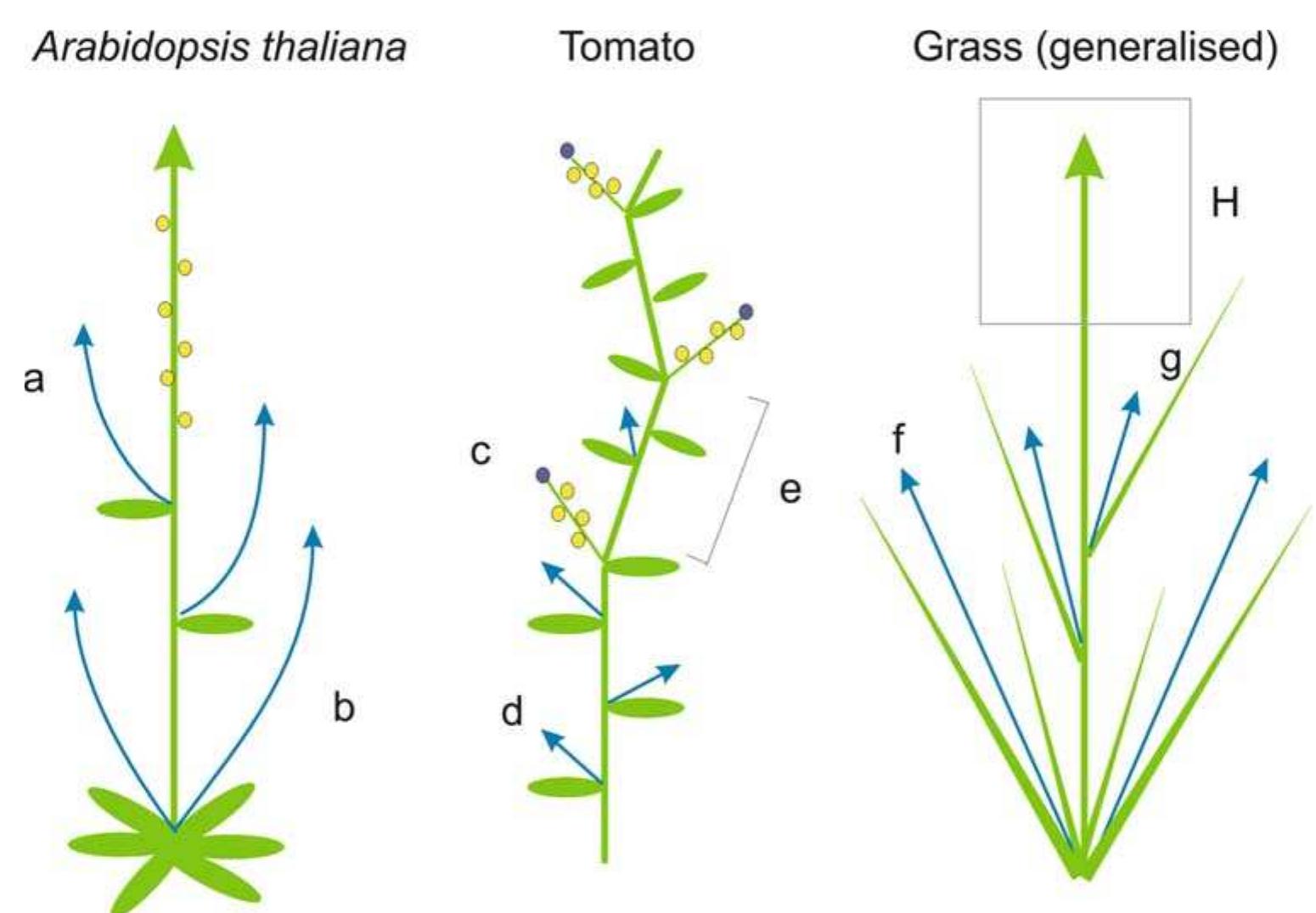 (PDF) Something on the Side: Axillary Meristems and Plant Development