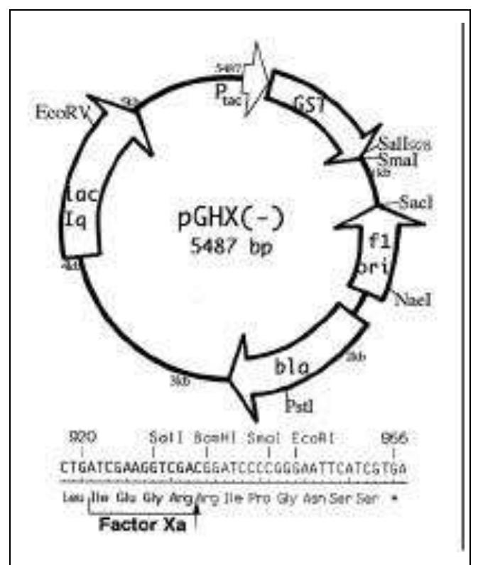 Ssdna Vector Figure 1 - from GST fusion protein expression vector for