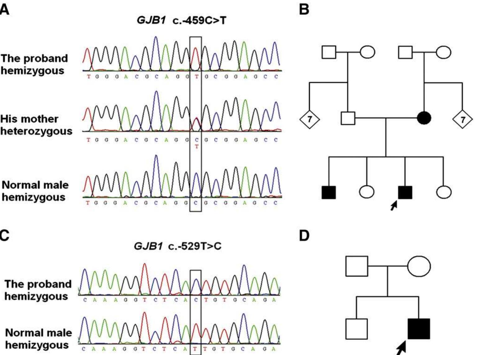 Figure 1 - from Mutational analysis of the 5′ non-coding