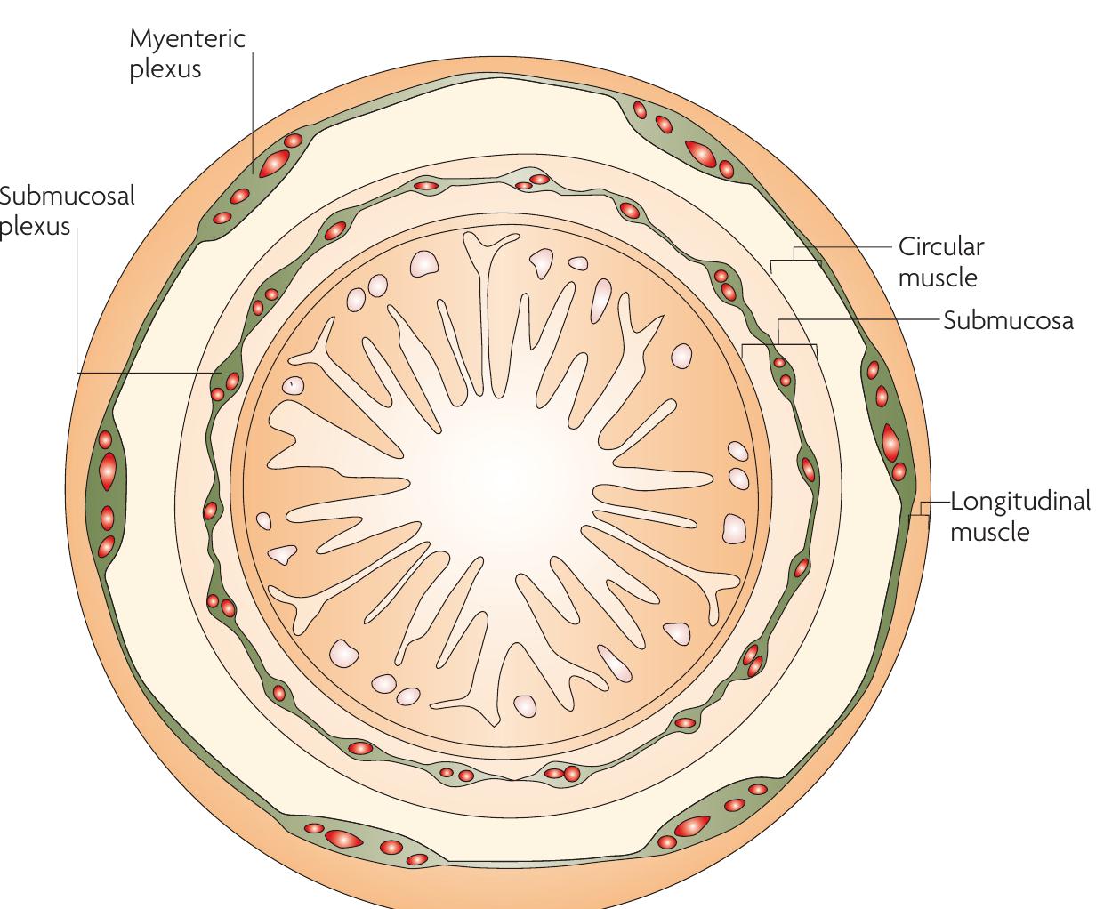 Plexus Intrinseque | schematic representation of a transverse section through