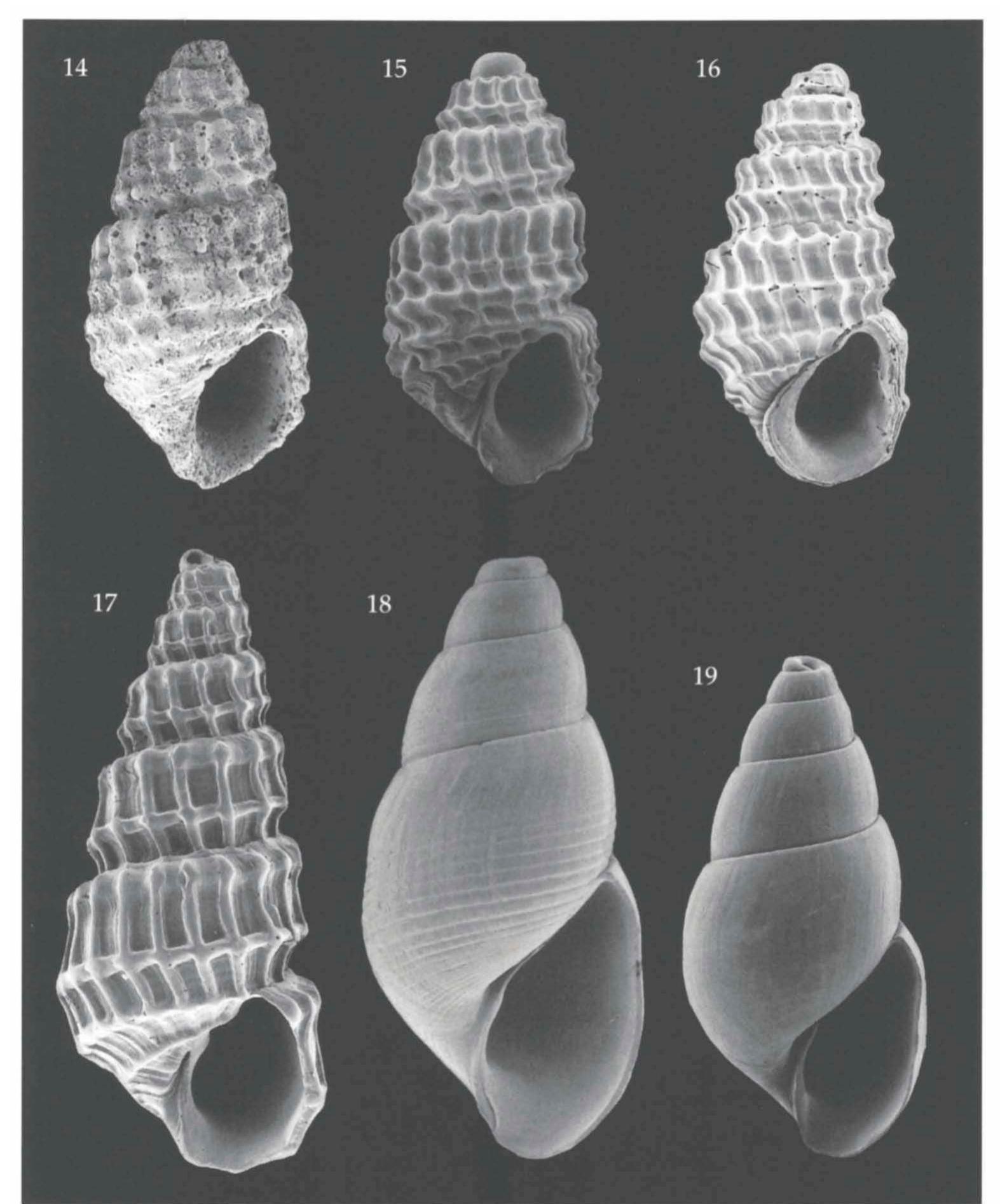 (PDF) Pyramidellidae (Mollusca, Gastropoda, Heterobranchia) collected ...