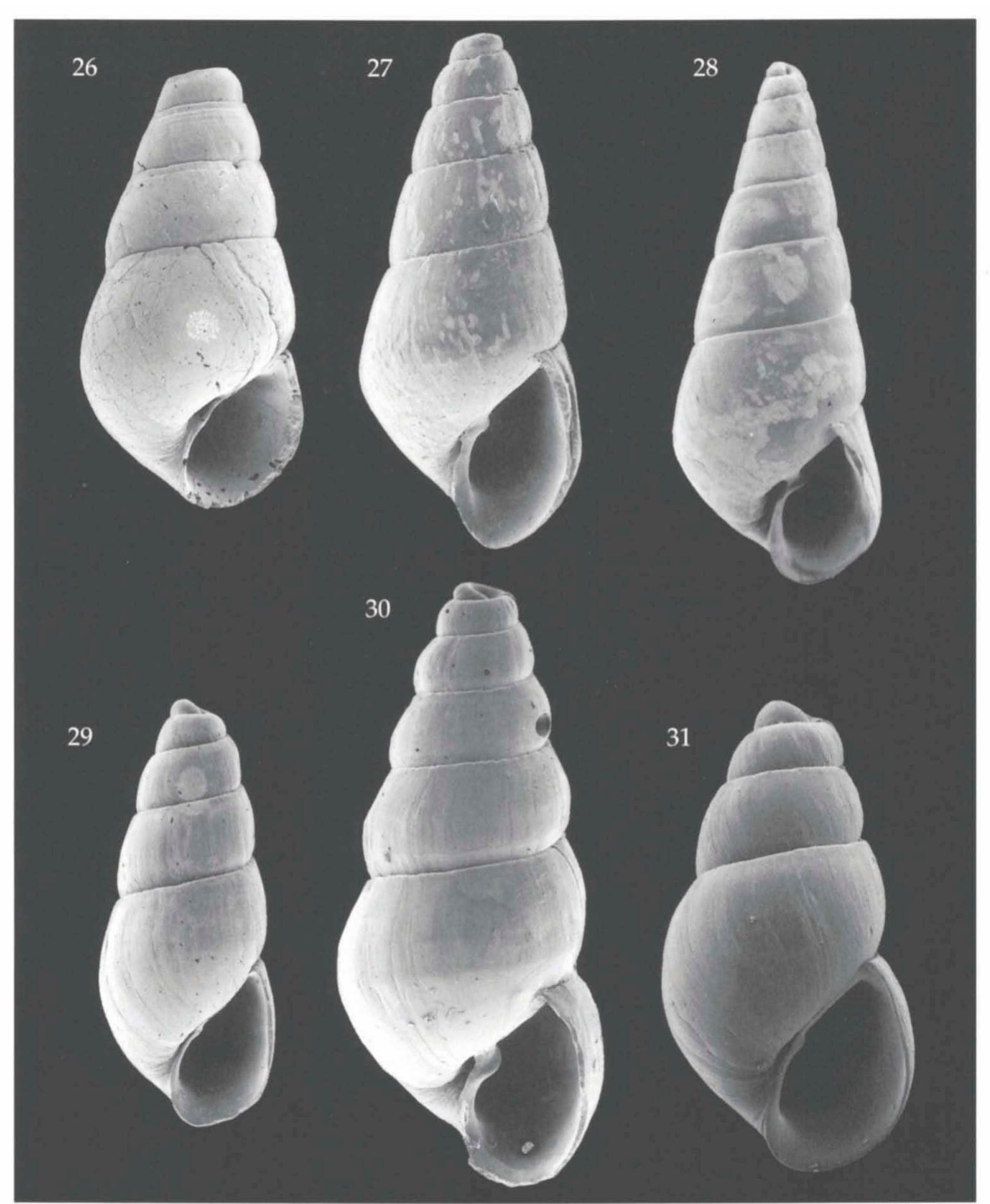 (PDF) Pyramidellidae (Mollusca, Gastropoda, Heterobranchia) collected ...