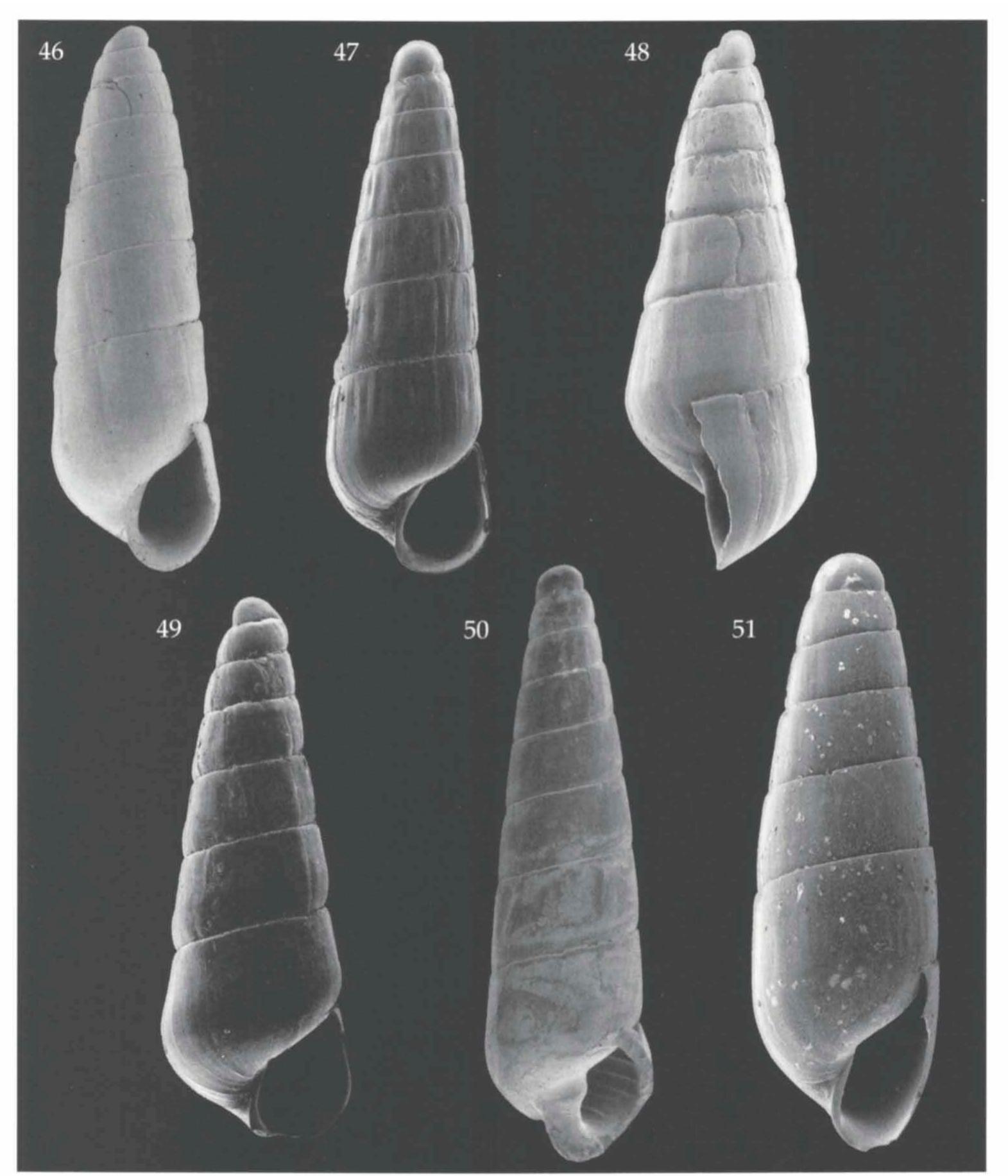 (PDF) Pyramidellidae (Mollusca, Gastropoda, Heterobranchia) collected ...