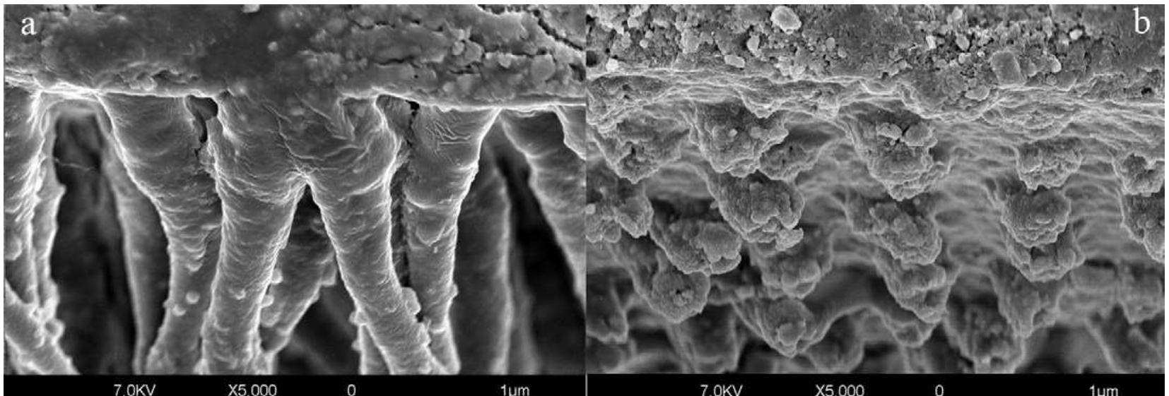 (PDF) Dental adhesion review: Aging and stability of the bonded interface