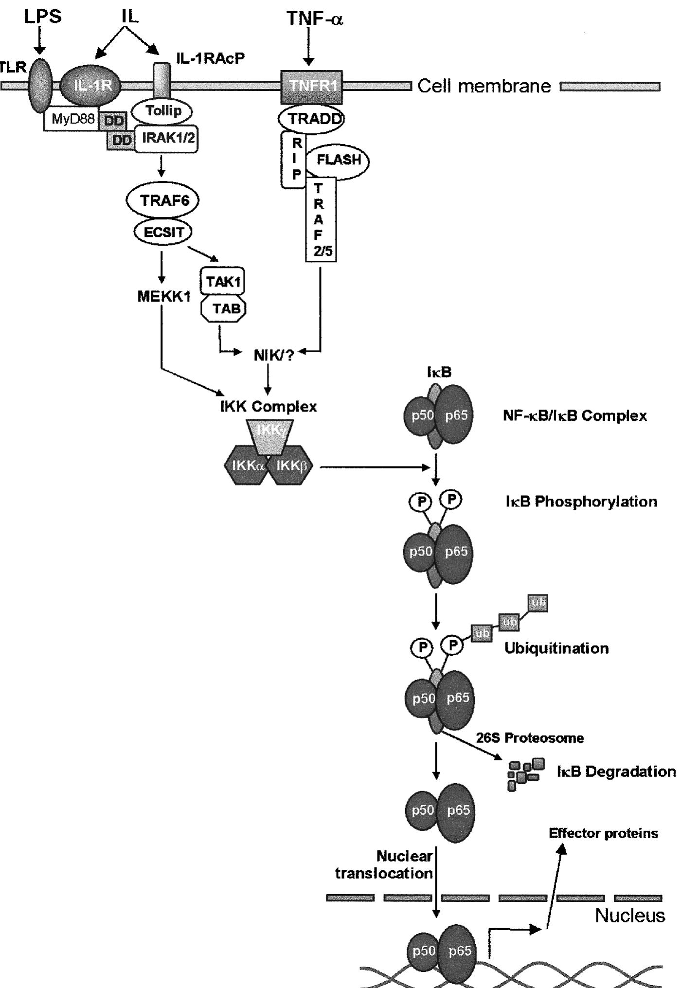 Selected pathways of nf-xb activation. a schematic