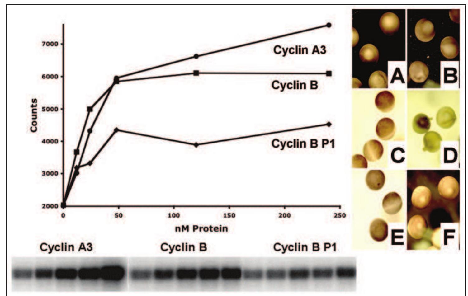 Cyklin Image Graph Figure 2 - The crystal structure of cyclin A