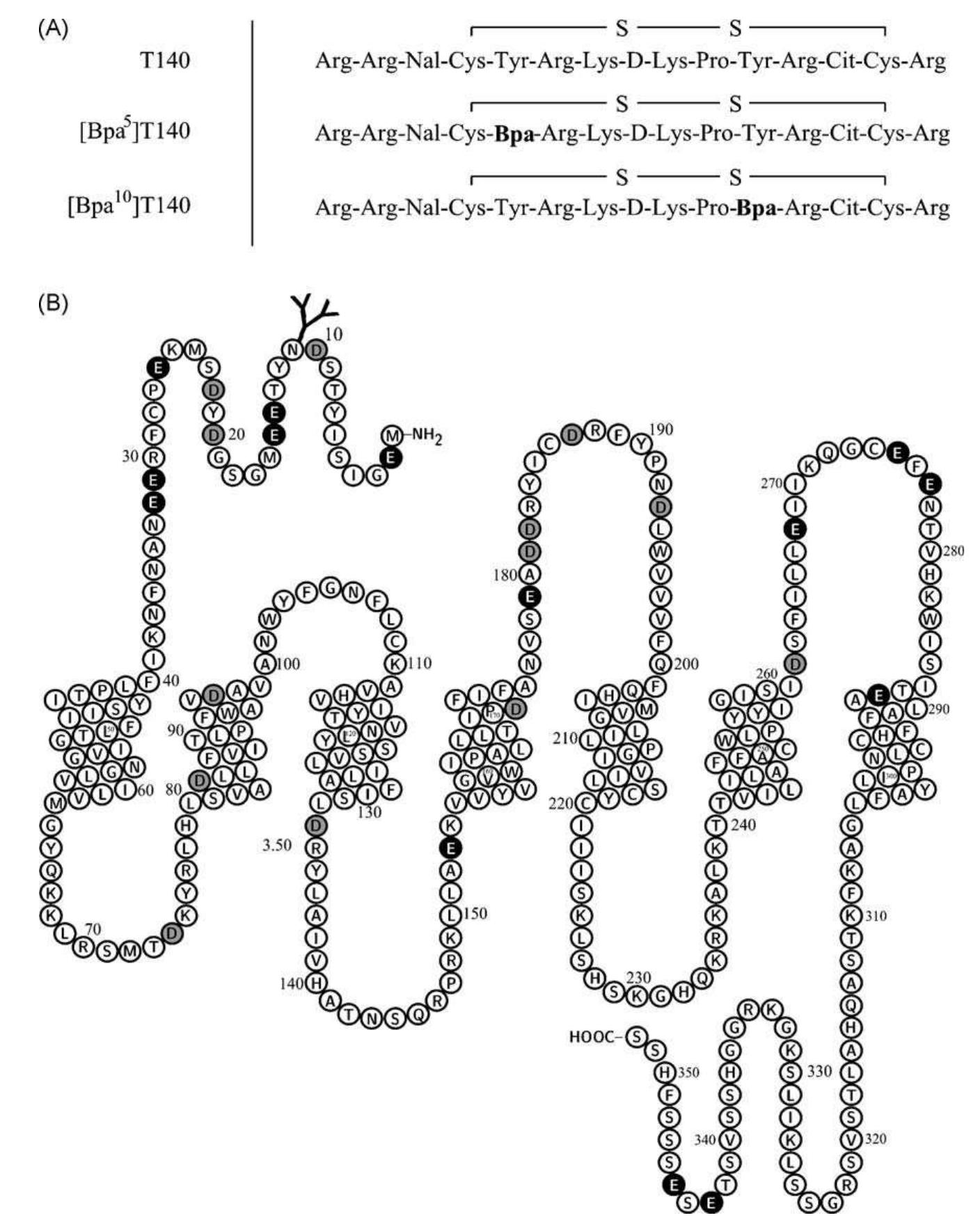 (PDF) Photolabeling identifies transmembrane domain 4 of CXCR4 as a ...