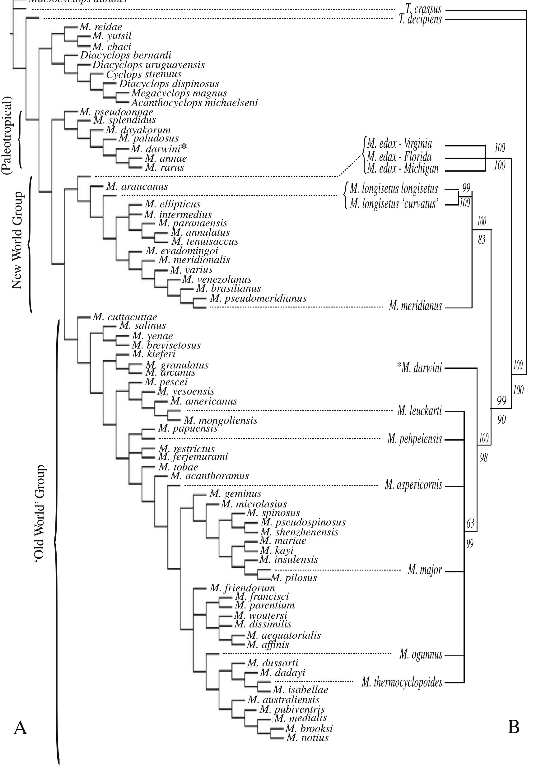 (PDF) Phylogeny of the freshwater copepod Mesocyclops (Crustacea ...