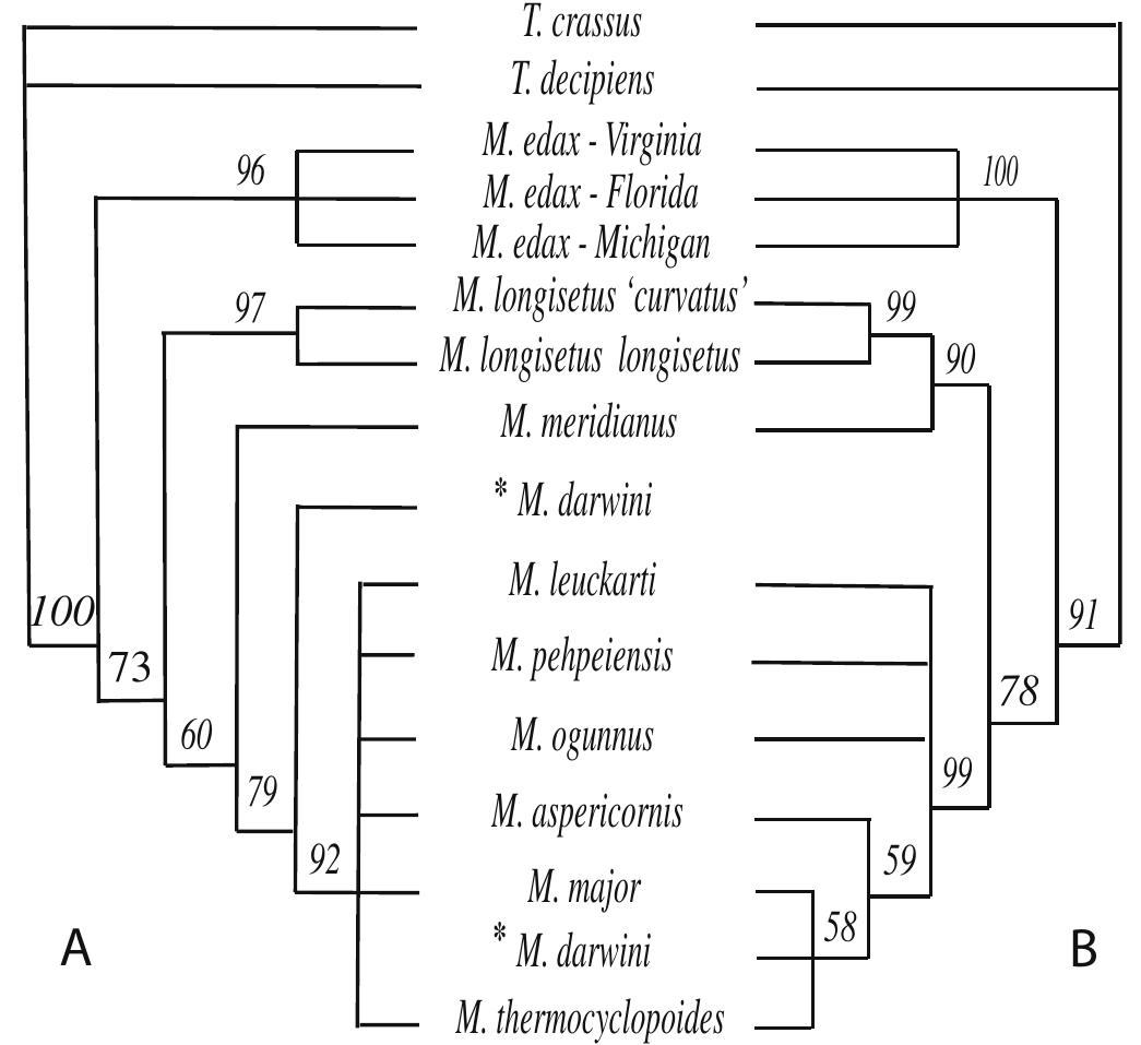 (PDF) Phylogeny of the freshwater copepod Mesocyclops (Crustacea ...