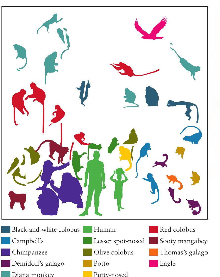 Lower Primates Figure 18 - from ESSENTIALS OF PHYSICAL ANTHROPOLOGY