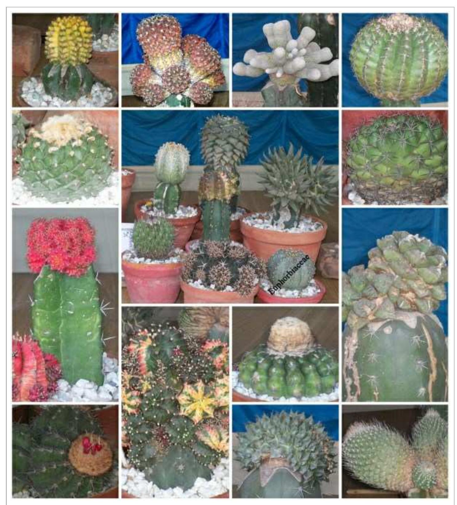 Multiple Cacti (PDF) Cactaceae: The cactus family