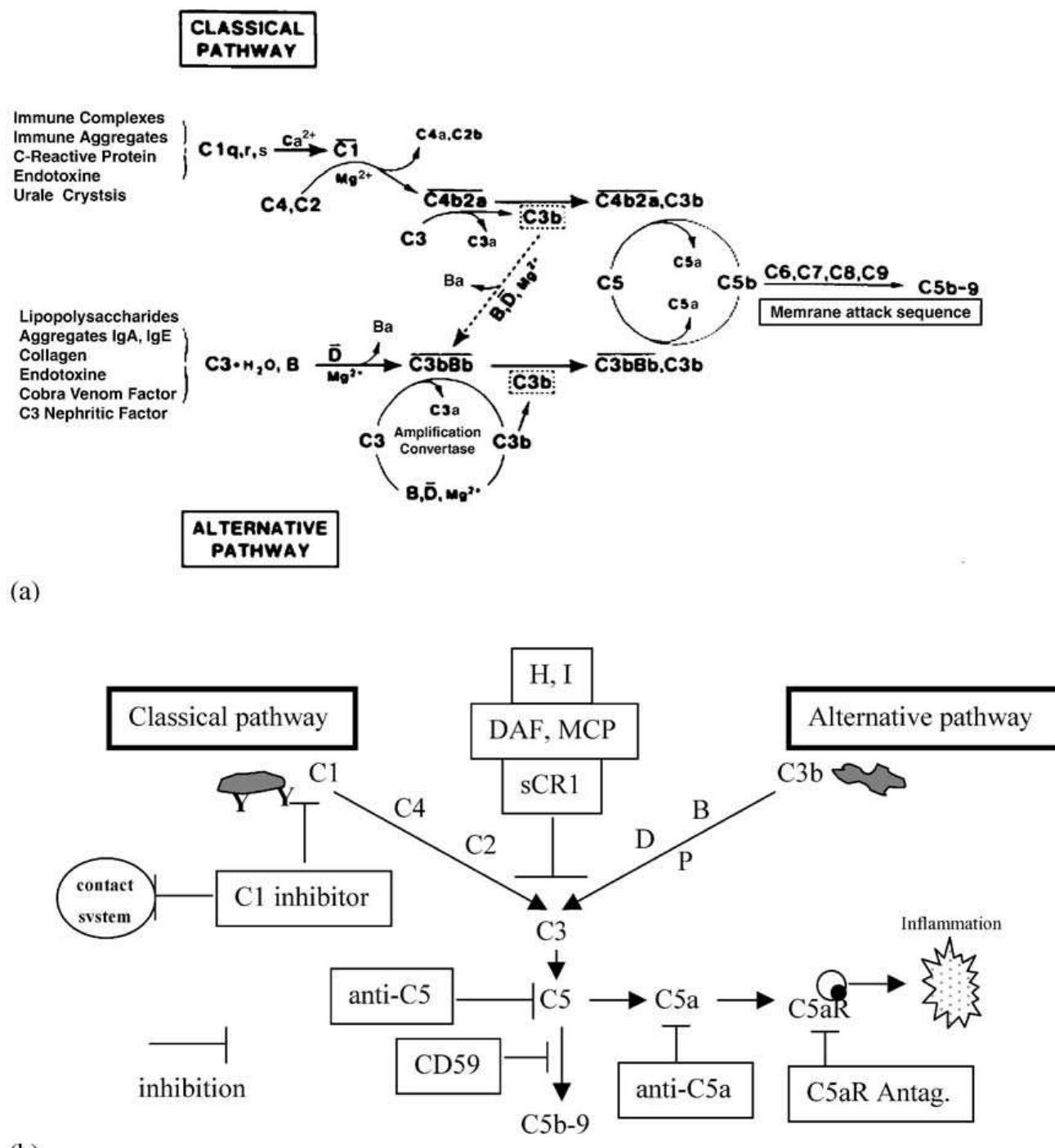 Platelet Complementation (PDF) Biomaterial-associated thrombosis: roles of coagulation factors ...