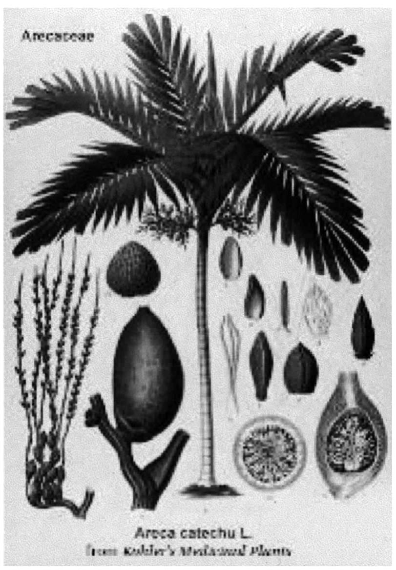(PDF) Global epidemiology of areca nut usage