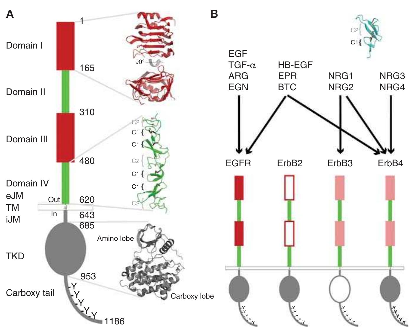 Figure 1 - from The EGFR family: not so prototypical