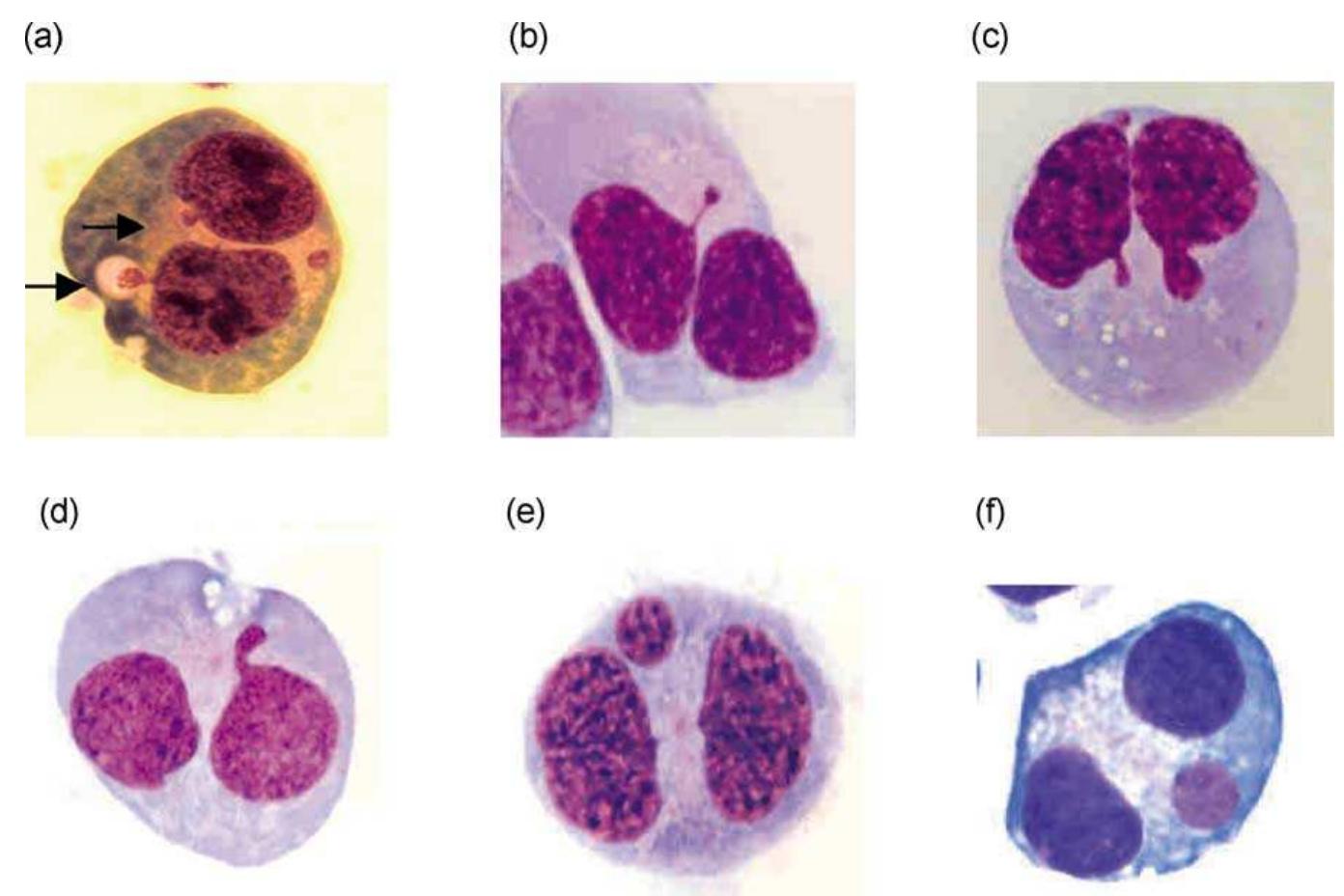 (a-f) photomicrographs of structures that resemble
