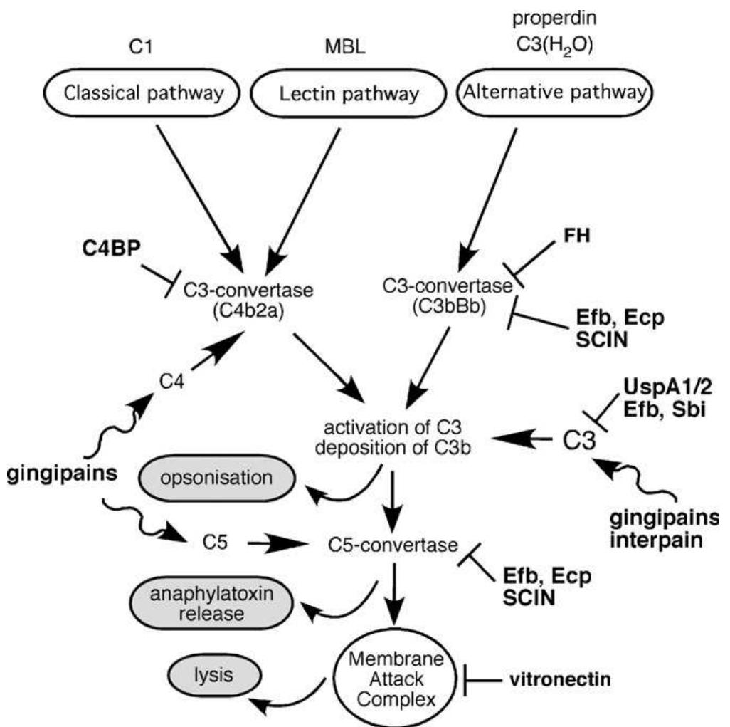 (PDF) Complement evasion strategies of pathogens—Acquisition of ...