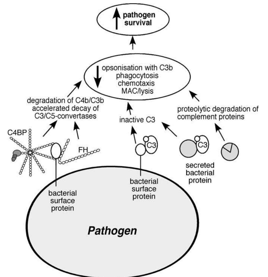 (PDF) Complement evasion strategies of pathogens—Acquisition of ...