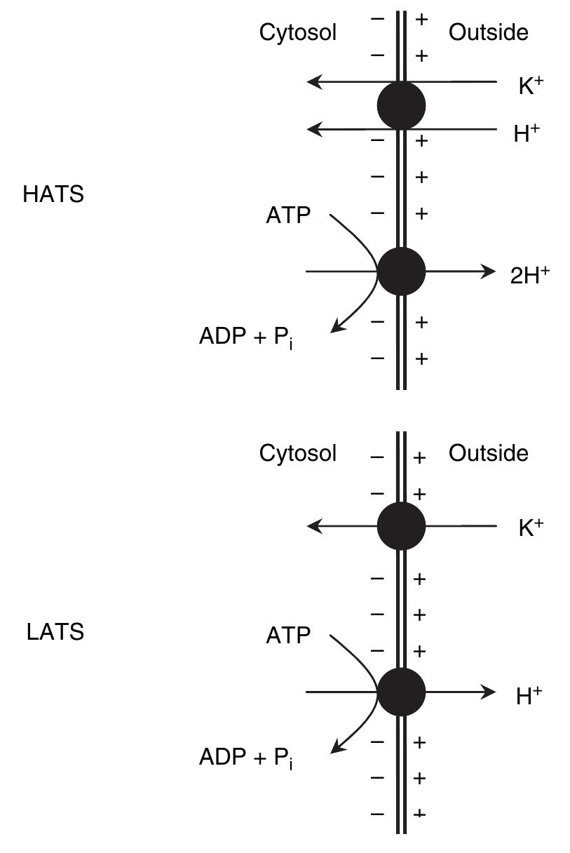 (PDF) Cellular mechanisms of potassium transport in plants