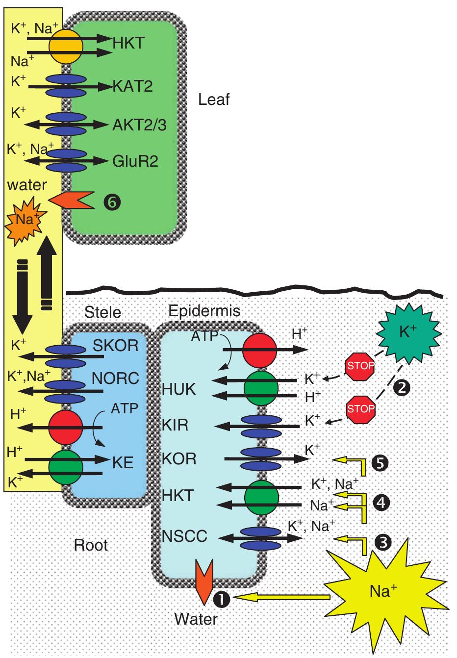 (PDF) Potassium transport and plant salt tolerance