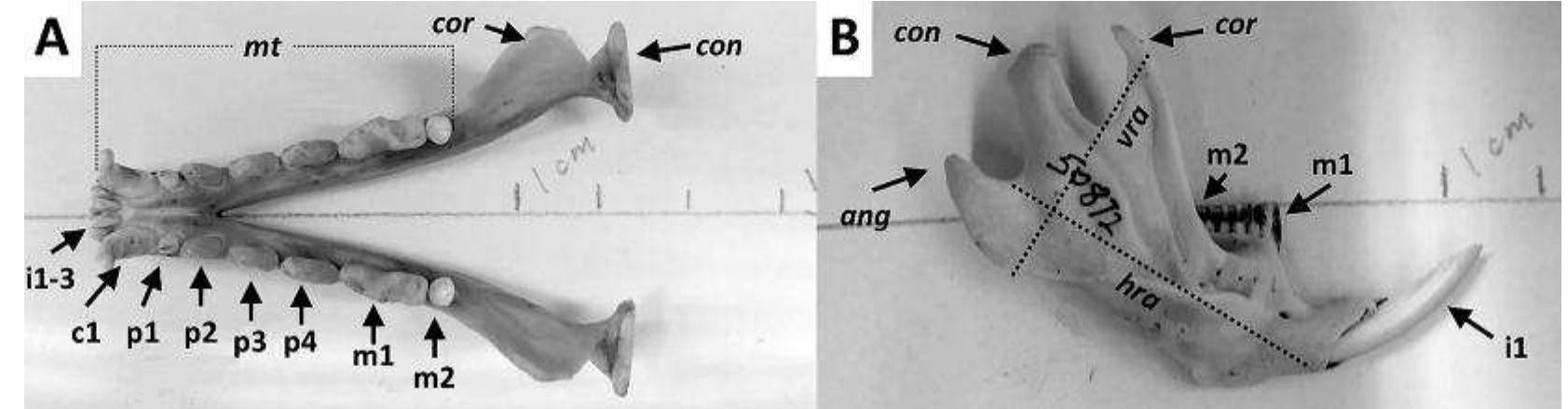 Figure 32 - from An illustrated key to the mandibles of
