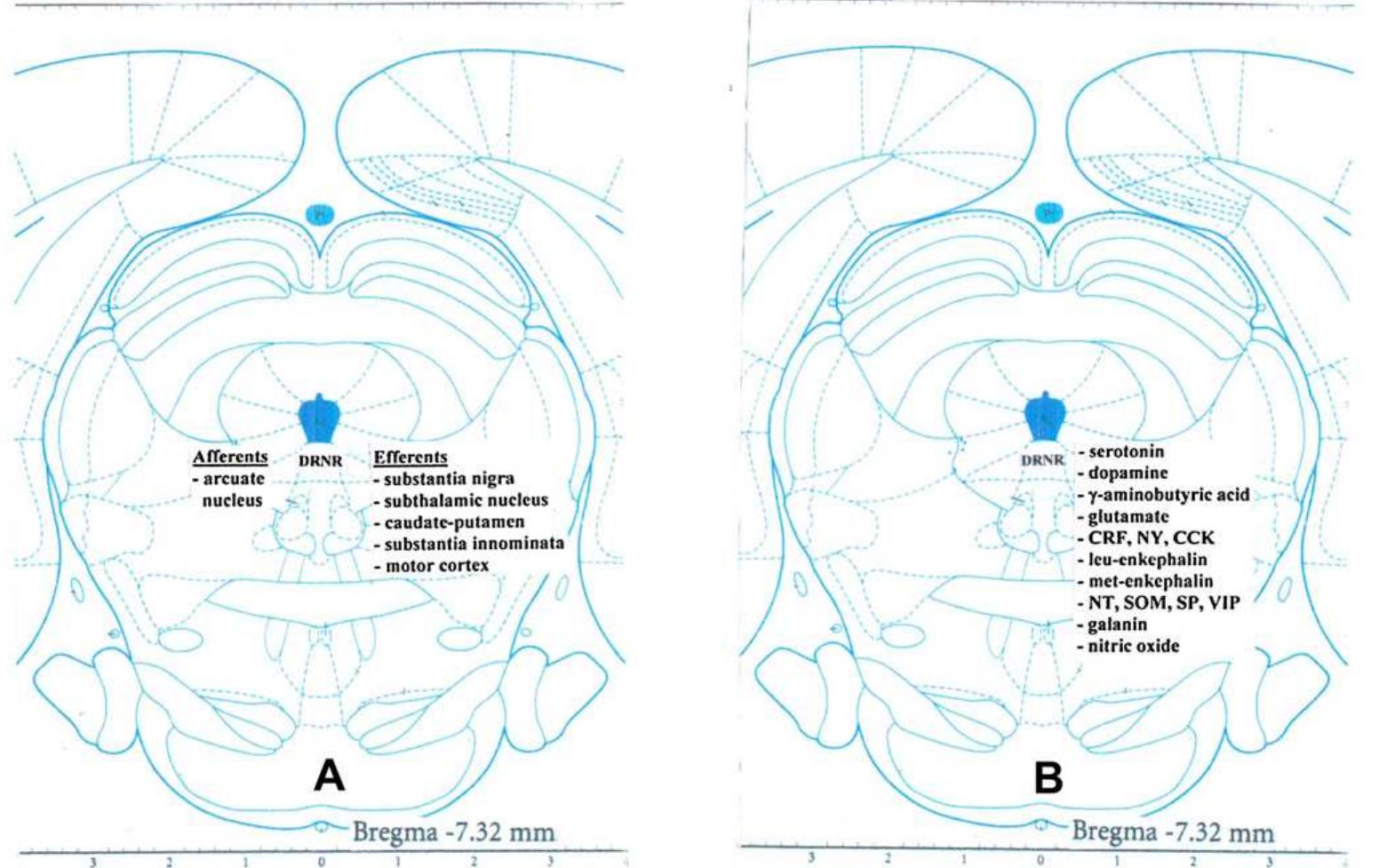 (PDF) The structure of the dorsal raphe nucleus and its relevance to ...