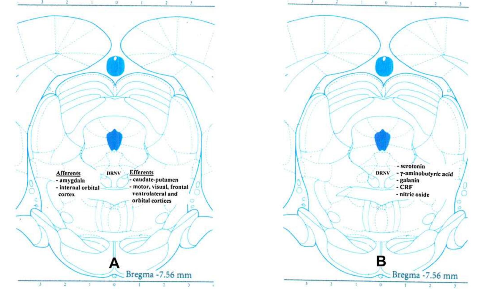 (PDF) The structure of the dorsal raphe nucleus and its relevance to ...