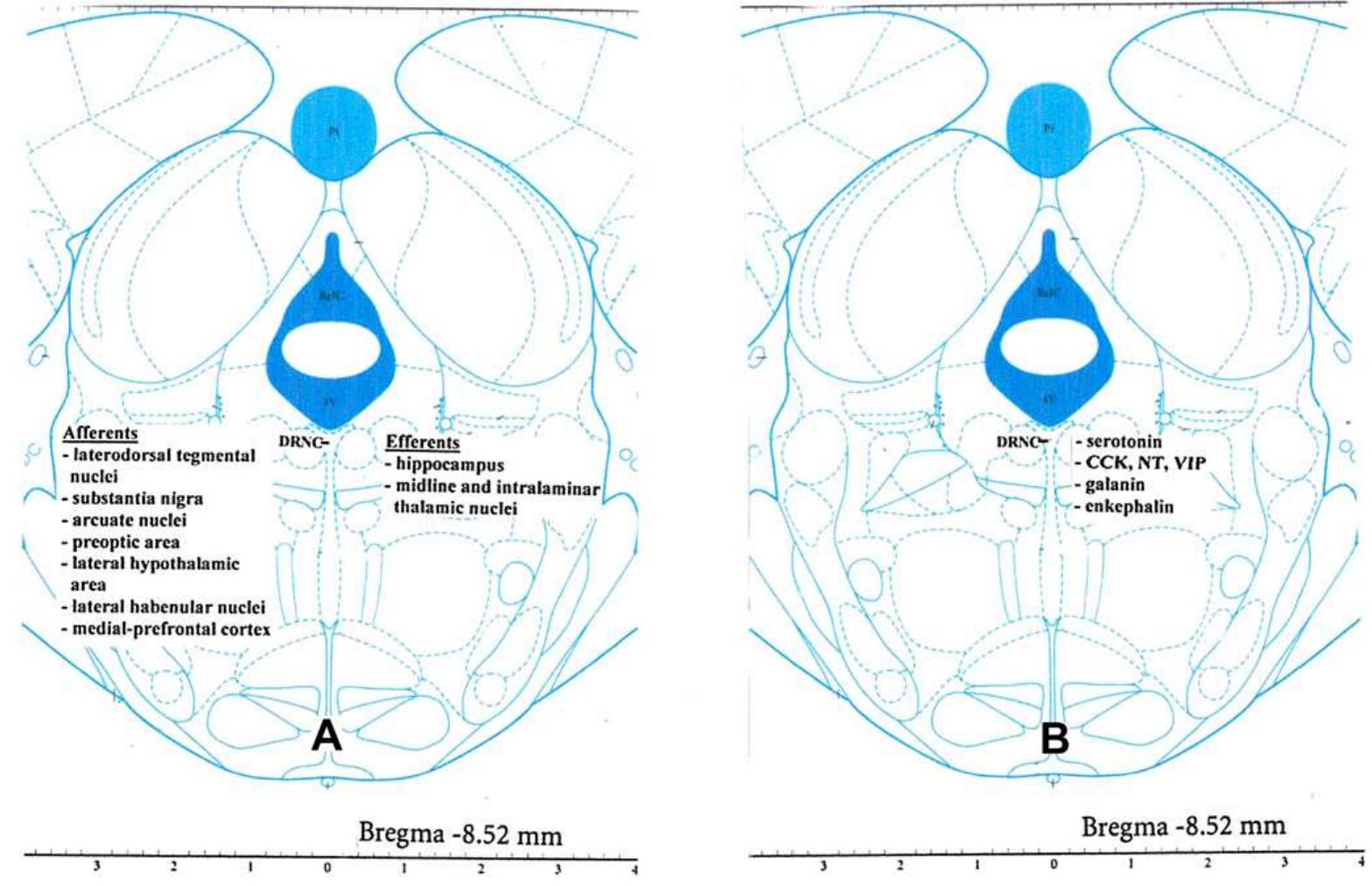 (PDF) The structure of the dorsal raphe nucleus and its relevance to ...