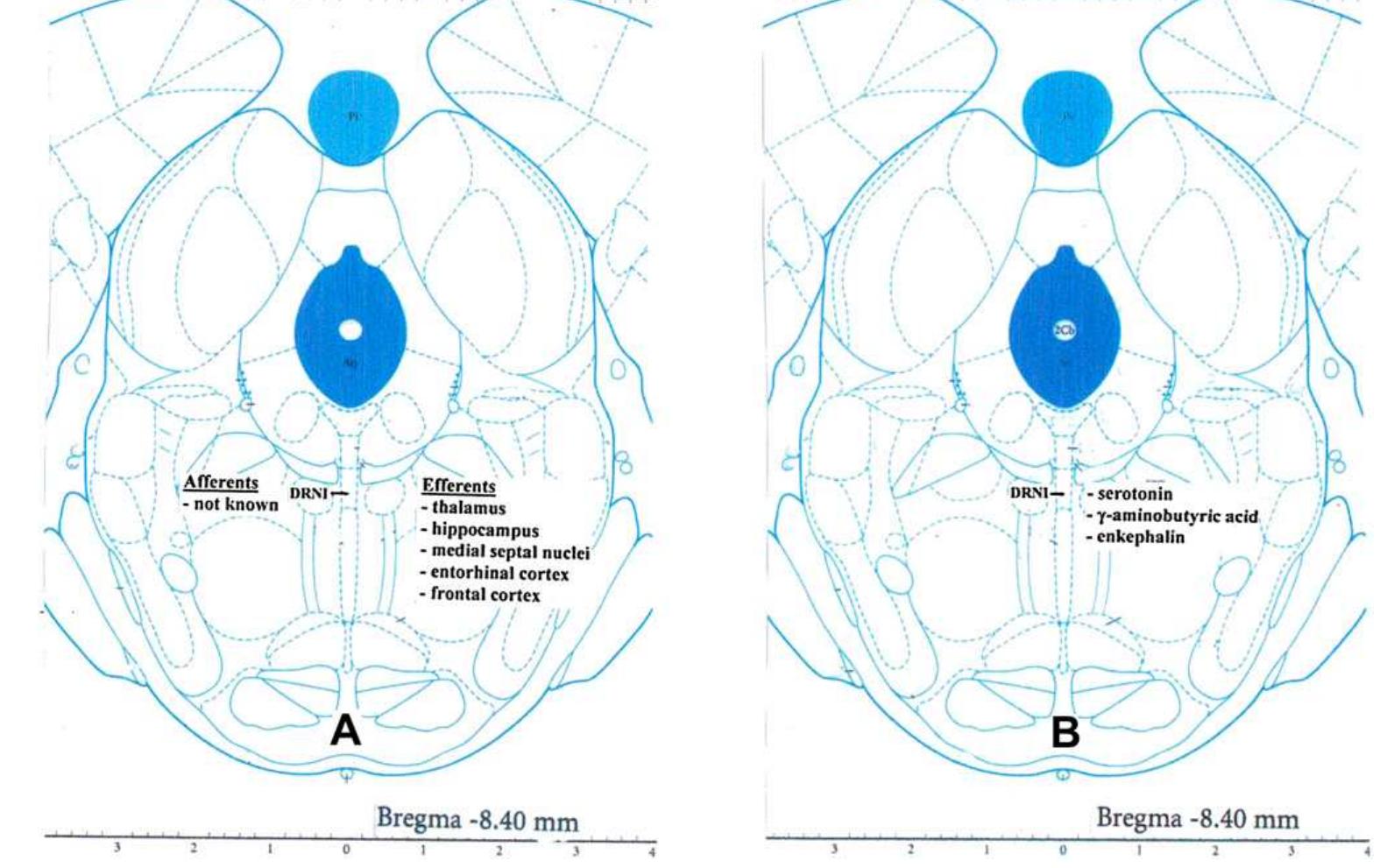(PDF) The structure of the dorsal raphe nucleus and its relevance to ...