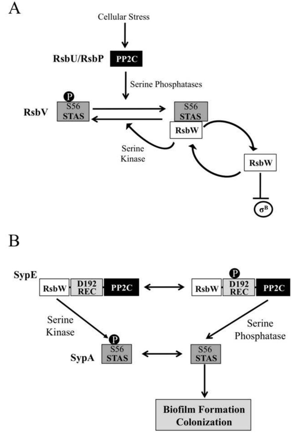 (PDF) The response regulator SypE controls biofilm formation and ...