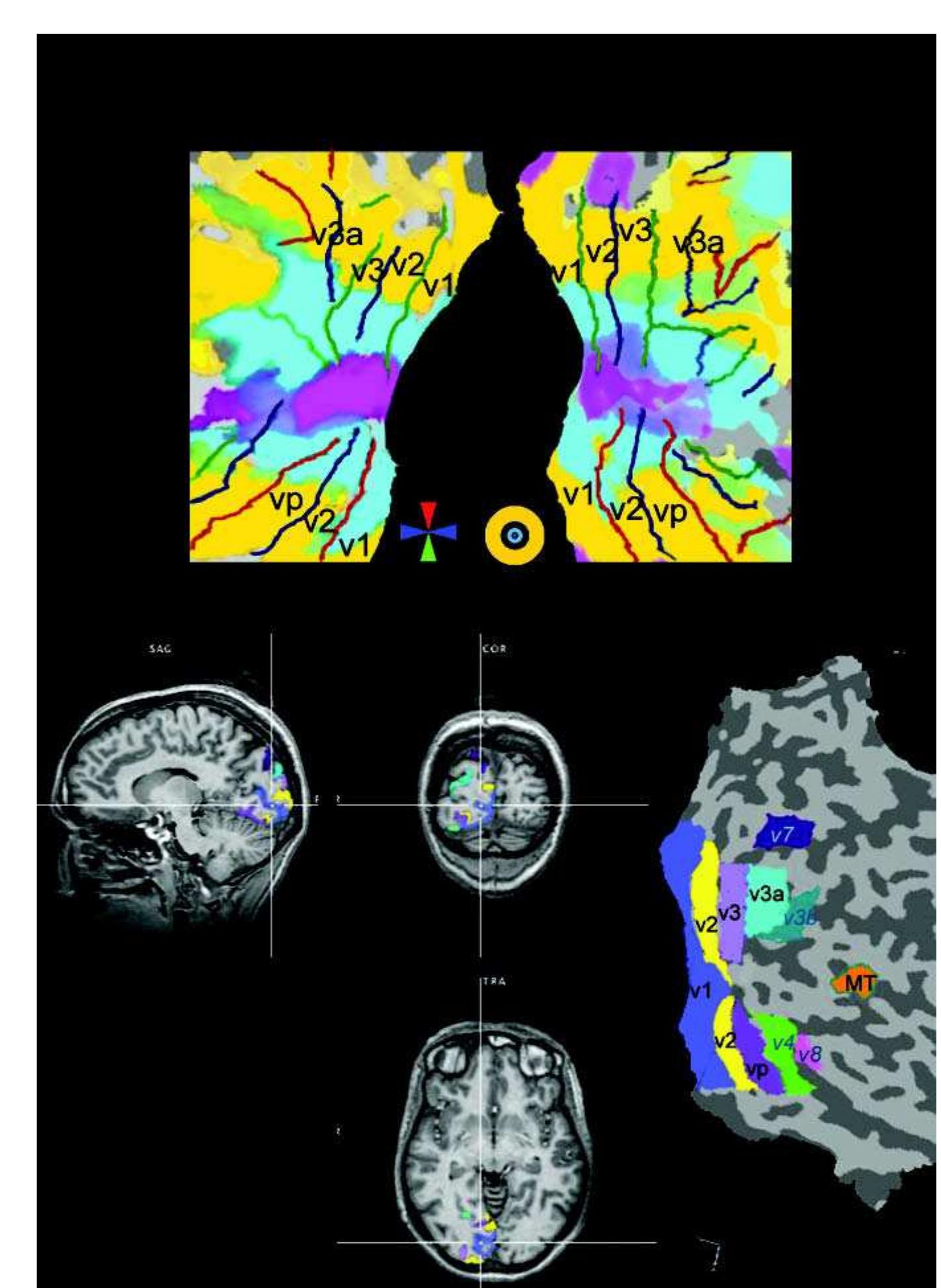 (PDF) The Human Visual Cortex