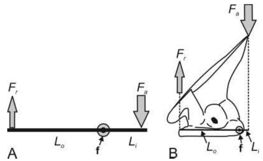 Schematic of proposed mechanism of rotation and force