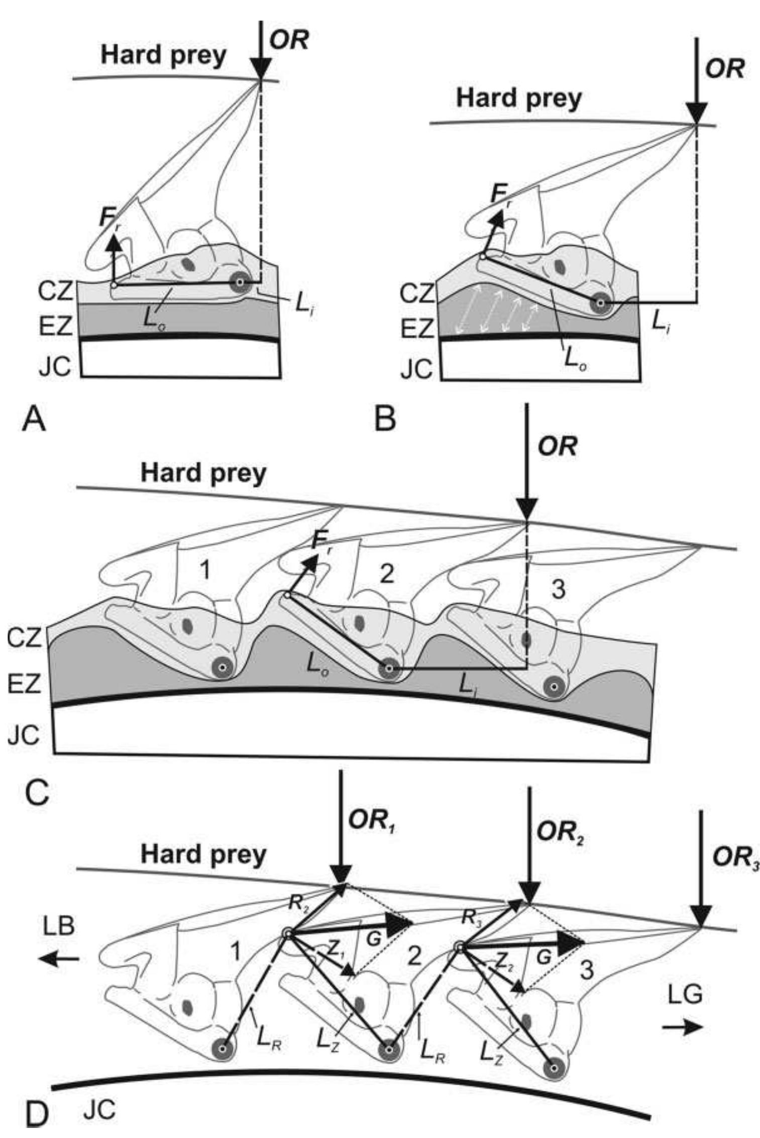 Schematic of proposed mechanism of rotation and force
