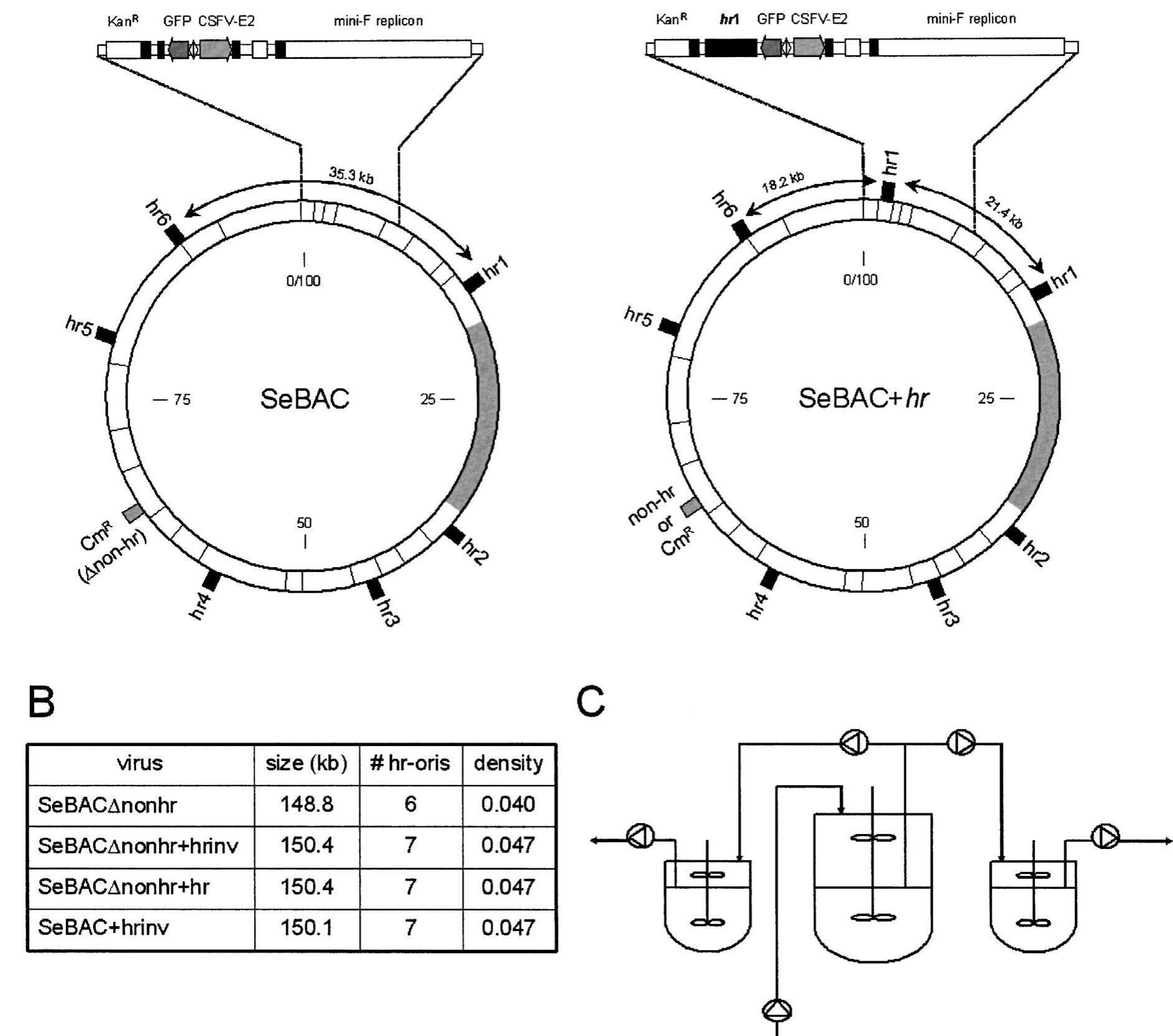 Mini Replicon (a) schematic representation of semnpv bacmids. the circle