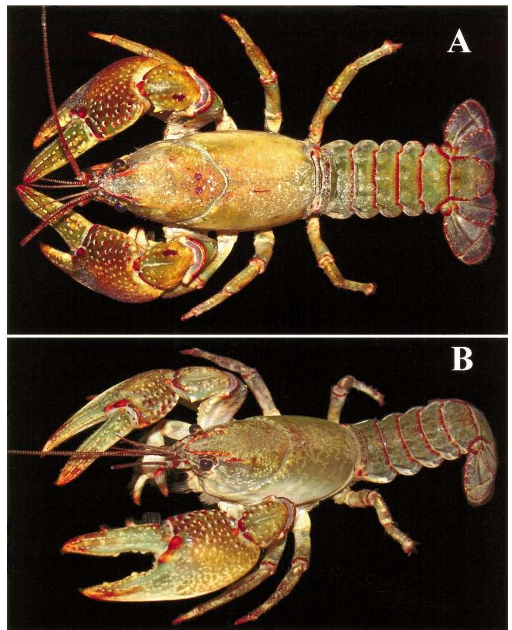 (PDF) Cambarus (Tubericambarus) polychromatus (Decapoda: Cambaridae), a ...