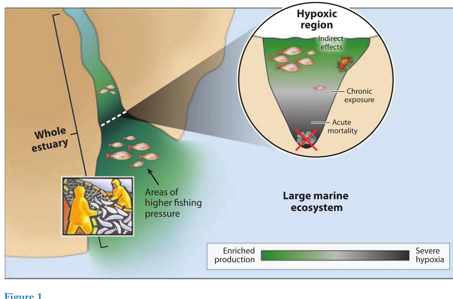 The severity of hypoxia, nutrient enrichment of primary and