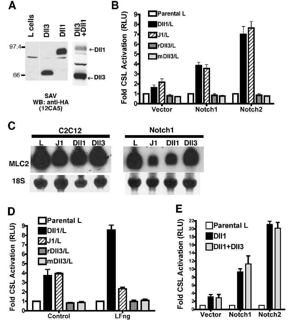 (PDF) The divergent DSL ligand Dll3 does not activate Notch signaling ...