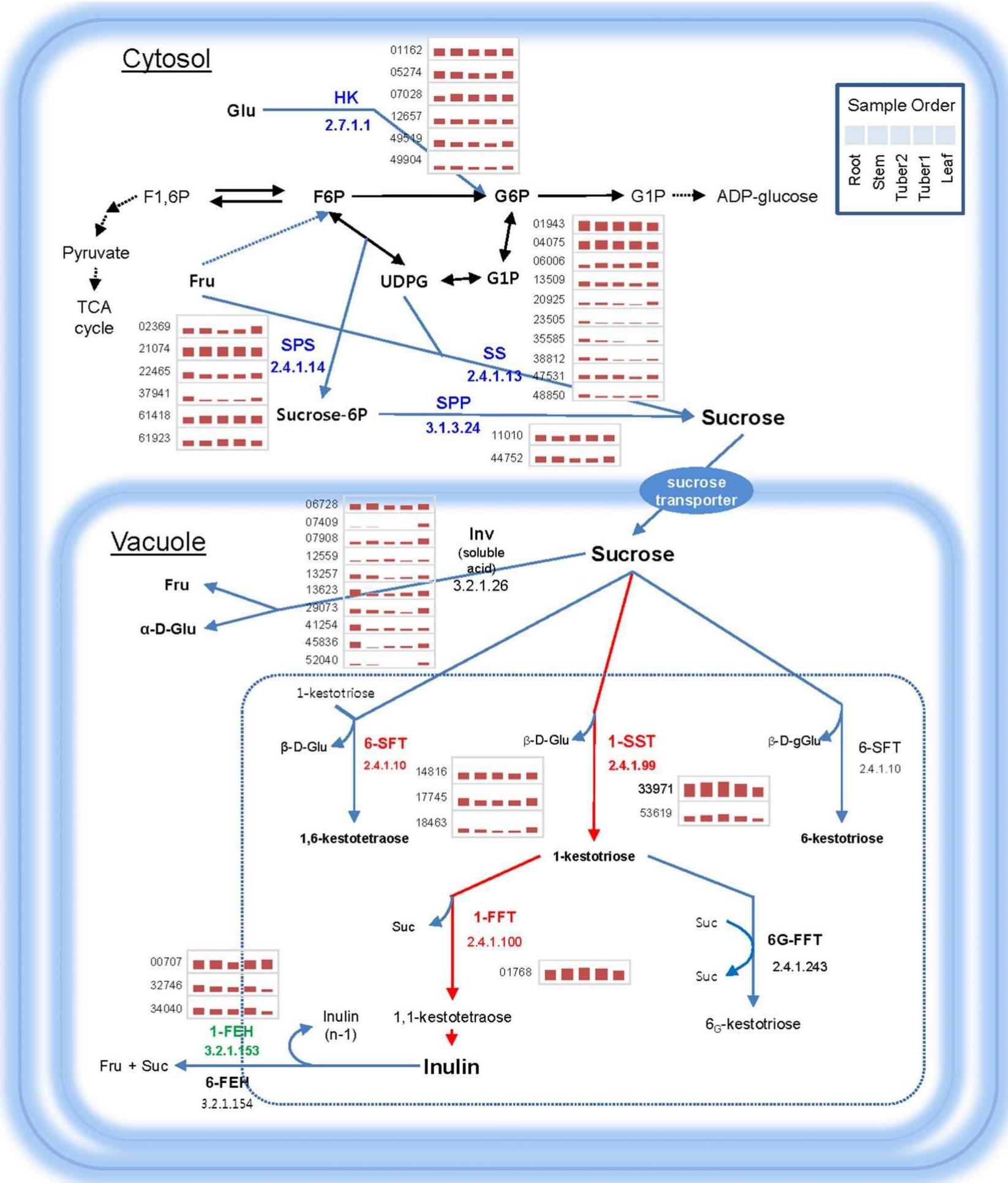 Schematic representation of the inulin biosynthesis pathway